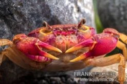 Lila Süßwasserkrabbe, Globithelphusa "indian Lilac" 7 Lila Süßwasserkrabbe, Globithelphusa "indian Lilac" -Container Haustiere Geschäft Suesswasserkrabbe Globithelphusa indian lilac n3