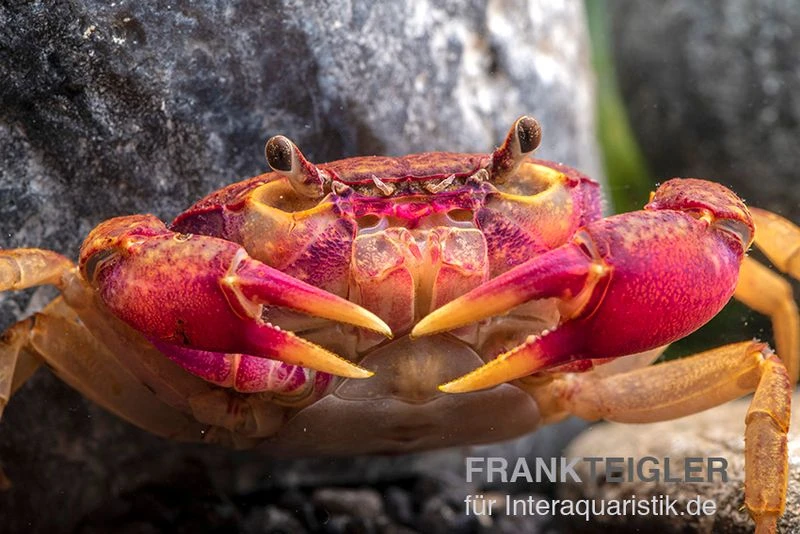 Lila Süßwasserkrabbe, Globithelphusa "indian lilac" Lila Süßwasserkrabbe, Globithelphusa "indian Lilac" -Container Haustiere Geschäft Suesswasserkrabbe Globithelphusa indian lilac n3
