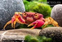 Lila Süßwasserkrabbe, Globithelphusa "indian Lilac" 4 Lila Süßwasserkrabbe, Globithelphusa "indian Lilac" -Container Haustiere Geschäft Suesswasserkrabbe Globithelphusa indian lilac n4