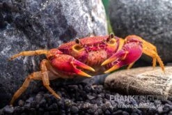 Lila Süßwasserkrabbe, Globithelphusa "indian Lilac" 6 Lila Süßwasserkrabbe, Globithelphusa "indian Lilac" -Container Haustiere Geschäft Suesswasserkrabbe Globithelphusa indian lilac n5