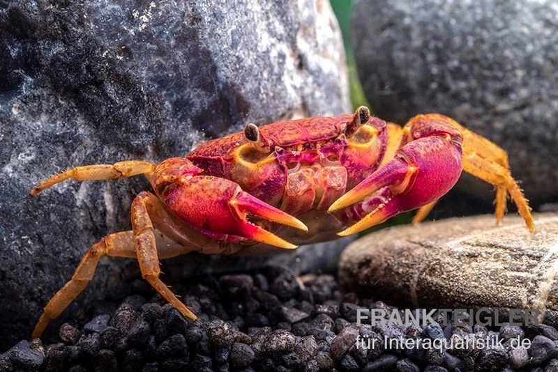 Lila Süßwasserkrabbe, Globithelphusa "indian lilac" Lila Süßwasserkrabbe, Globithelphusa "indian Lilac" -Container Haustiere Geschäft Suesswasserkrabbe Globithelphusa indian lilac n5