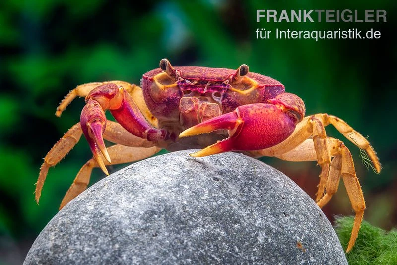 Lila Süßwasserkrabbe, Globithelphusa "indian lilac" Lila Süßwasserkrabbe, Globithelphusa "indian Lilac" -Container Haustiere Geschäft Suesswasserkrabbe Globithelphusa indian lilac n6