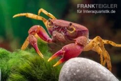 Lila Süßwasserkrabbe, Globithelphusa "indian Lilac" 5 Lila Süßwasserkrabbe, Globithelphusa "indian Lilac" -Container Haustiere Geschäft Suesswasserkrabbe Globithelphusa indian lilac n7