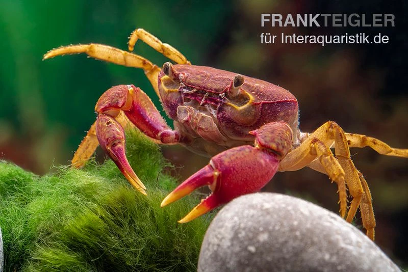 Lila Süßwasserkrabbe, Globithelphusa "indian lilac" Lila Süßwasserkrabbe, Globithelphusa "indian Lilac" -Container Haustiere Geschäft Suesswasserkrabbe Globithelphusa indian lilac n7