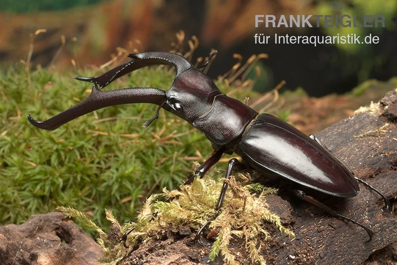 Sumatra-Hirschkäfer, Hexarthrius mandibularis Sumatra-Hirschkäfer, Hexarthrius Mandibularis -Container Haustiere Geschäft Sumatra Hirschkaefer Hexarthrius mandibularis 1