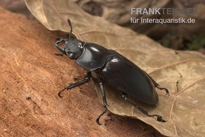 Sumatra-Hirschkäfer, Hexarthrius mandibularis Sumatra-Hirschkäfer, Hexarthrius Mandibularis -Container Haustiere Geschäft Sumatra Hirschkaefer Hexarthrius mandibularis 2