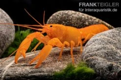 Superorangener Aprikosenkrebs, Cherax Cf. Holthuisi -Container Haustiere Geschäft Superorangener Aprikosenkrebs Cherax cf holthuisi 07