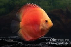 Diskusfisch ASIA-NZ, Symphysodon Discus Red Velvet