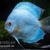 Diskusfisch ASIA-NZ, Symphysodon Discus Blue Sapphire -Container Haustiere Geschäft Symphysodon aequifasciatus Blue Sapphire 10