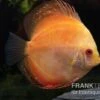 Diskusfisch ASIA-NZ, Symphysodon Discus Pigeon Pearl -Container Haustiere Geschäft Symphysodon aequifasciatus Pigeon Pearl 8