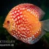 Diskusfisch ASIA-NZ, Symphysodon Discus Red Magic -Container Haustiere Geschäft Symphysodon aequifasciatus Red Magic
