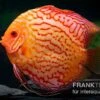 Diskusfisch ASIA-NZ, Symphysodon Discus Red Spider -Container Haustiere Geschäft Symphysodon aequifasciatus Red Spider 12