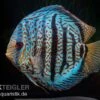 Diskusfisch ASIA-NZ, Symphysodon Discus Red Spotted Green 1 Diskusfisch ASIA-NZ, Symphysodon Discus Red Spotted Green -Container Haustiere Geschäft Symphysodon aequifasciatus Red Spotted Green 4