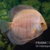 Diskusfisch ASIA-NZ, Symphysodon Discus Snow White -Container Haustiere Geschäft Symphysodon aequifasciatus Snow White 2