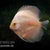 Diskusfisch ASIA-NZ, Symphysodon Discus White Diamond -Container Haustiere Geschäft Symphysodon aequifasciatus White Diamond 1