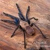 Tarantula, Ornithoctonus Sp. "Thailand" XL -Container Haustiere Geschäft Tarantula Ornithoctonus sp Thailand 1