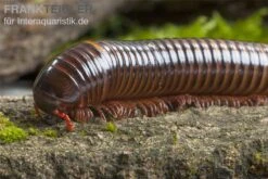Westafrikanischer Tausendfüßer, Telodeinopus Assiensis -Container Haustiere Geschäft Telodeinopus assiensis westafrikanischer Tausendfue
