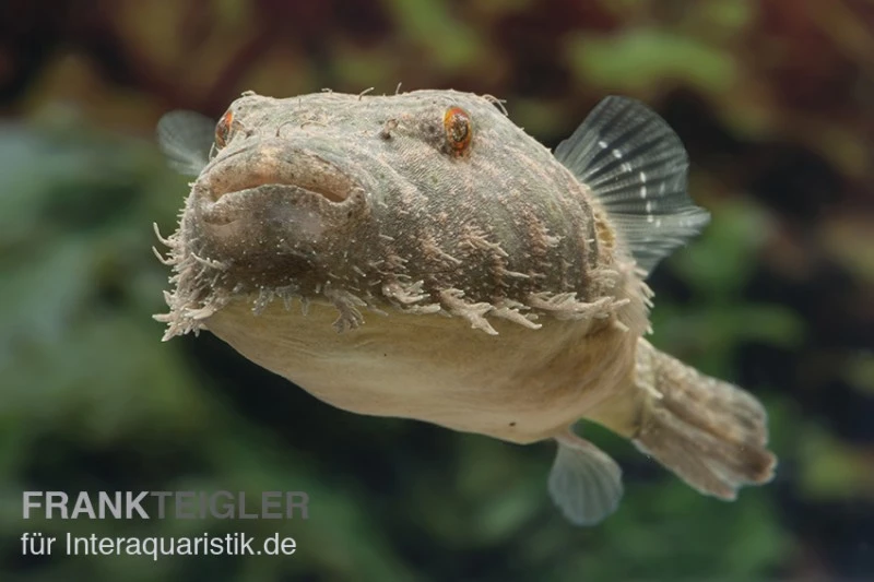 Fetzenkugelfisch, Tetraodon baileyi (Rarität) Fetzenkugelfisch, Tetraodon Baileyi (Rarität) -Container Haustiere Geschäft Tetraodon baileyi 5