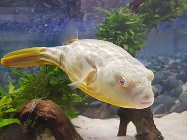 Nilkugelfisch, Tetraodon fahaka (lineatus) Nilkugelfisch, Tetraodon Fahaka (lineatus) -Container Haustiere Geschäft Tetraodon fahaka 1