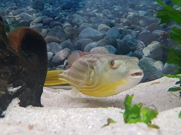 Nilkugelfisch, Tetraodon fahaka (lineatus) Nilkugelfisch, Tetraodon Fahaka (lineatus) -Container Haustiere Geschäft Tetraodon fahaka 3