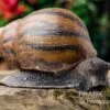 Tiger-Achatschnecke, Achatina Achatina -Container Haustiere Geschäft Tiger Achatschnecke Achatina achatina neu 1