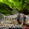 Tigerpanzerwels, Corydoras Orcesi -Container Haustiere Geschäft Tigerpanzerwels Corydoras orcesi