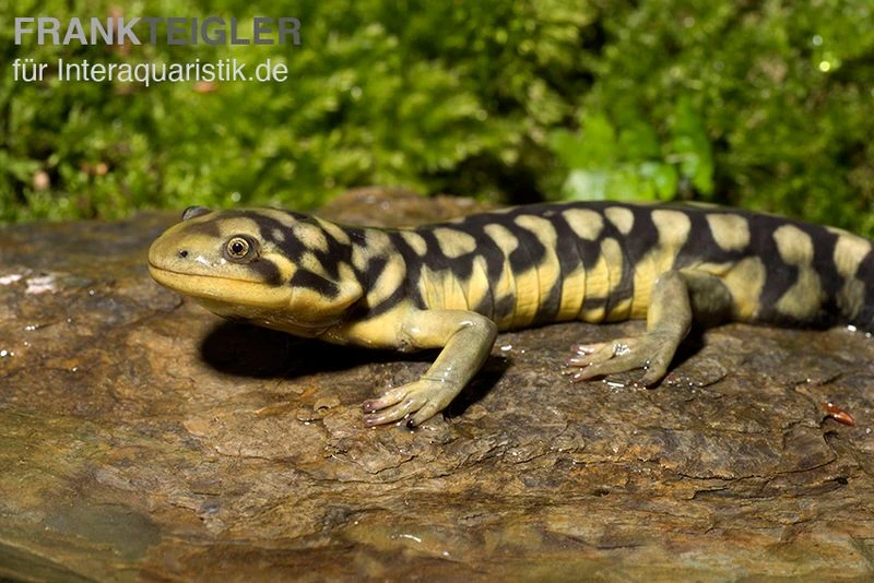 Tigersalamander, Ambystoma tigrinum tigrinum Tigersalamander, Ambystoma Tigrinum Tigrinum -Container Haustiere Geschäft Tigersalamander Ambystoma tigrinum tigrinum