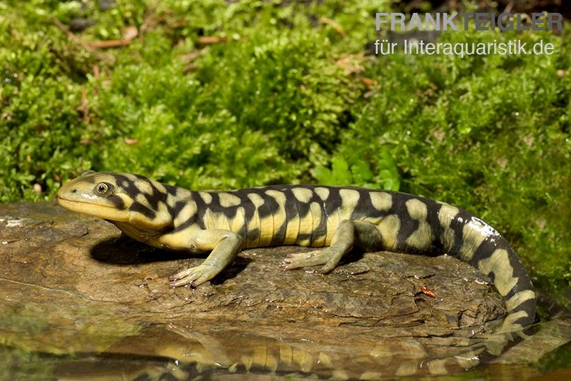 Tigersalamander, Ambystoma tigrinum tigrinum Tigersalamander, Ambystoma Tigrinum Tigrinum -Container Haustiere Geschäft Tigersalamander Ambystoma tigrinum tigrinum1