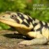 Tigersalamander, Ambystoma Tigrinum Tigrinum 1 Tigersalamander, Ambystoma Tigrinum Tigrinum -Container Haustiere Geschäft Tigersalamander Ambystoma tigrinum tigrinum2