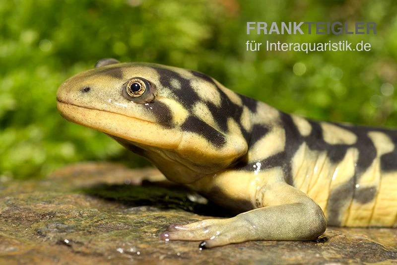 Tigersalamander, Ambystoma tigrinum tigrinum Tigersalamander, Ambystoma Tigrinum Tigrinum -Container Haustiere Geschäft Tigersalamander Ambystoma tigrinum tigrinum2