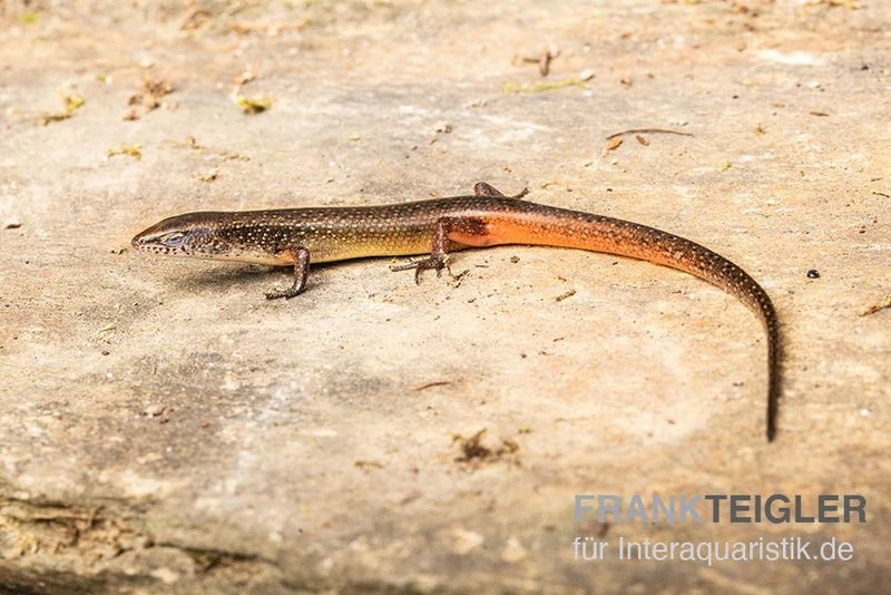 Togo-Skink, Panaspis togoensis Togo-Skink, Panaspis Togoensis -Container Haustiere Geschäft Togo Skink Panaspis togoensis 1