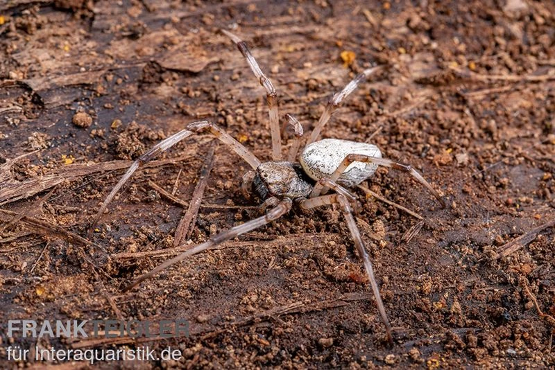 Togo-Wespenspinne, Argiope sp. Togo Togo-Wespenspinne, Argiope Sp. Togo -Container Haustiere Geschäft Togo Wespenspinne Argiope sp Togo 2