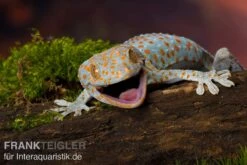 Tokeh, Gekko Gecko -Container Haustiere Geschäft Tokeh Gekko gecko 2