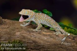 Tokeh, Gekko Gecko -Container Haustiere Geschäft Tokeh Gekko gecko 3