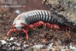 Regenbogentausendfüßer, Tonkinbolus Dollfusi 3 Regenbogentausendfüßer, Tonkinbolus Dollfusi -Container Haustiere Geschäft Tonkinbolus dollfusi 1