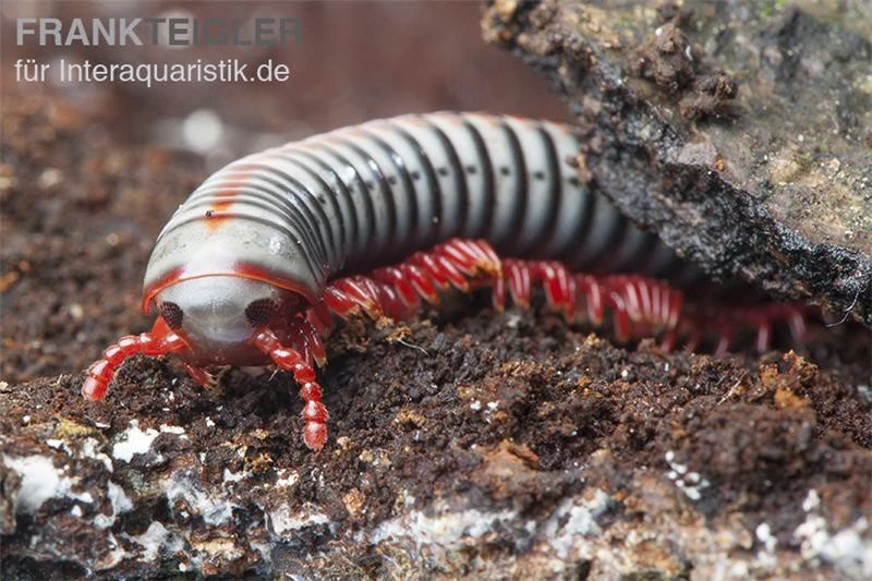 Regenbogentausendfüßer, Tonkinbolus dollfusi Regenbogentausendfüßer, Tonkinbolus Dollfusi -Container Haustiere Geschäft Tonkinbolus dollfusi 1