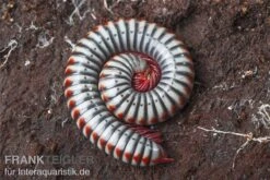 Regenbogentausendfüßer, Tonkinbolus Dollfusi 5 Regenbogentausendfüßer, Tonkinbolus Dollfusi -Container Haustiere Geschäft Tonkinbolus dollfusi 10