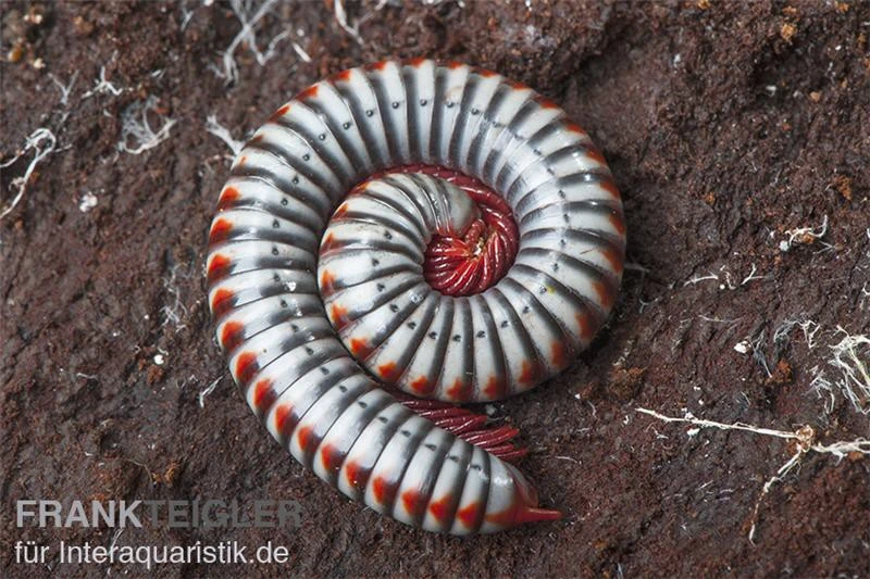 Regenbogentausendfüßer, Tonkinbolus dollfusi Regenbogentausendfüßer, Tonkinbolus Dollfusi -Container Haustiere Geschäft Tonkinbolus dollfusi 10
