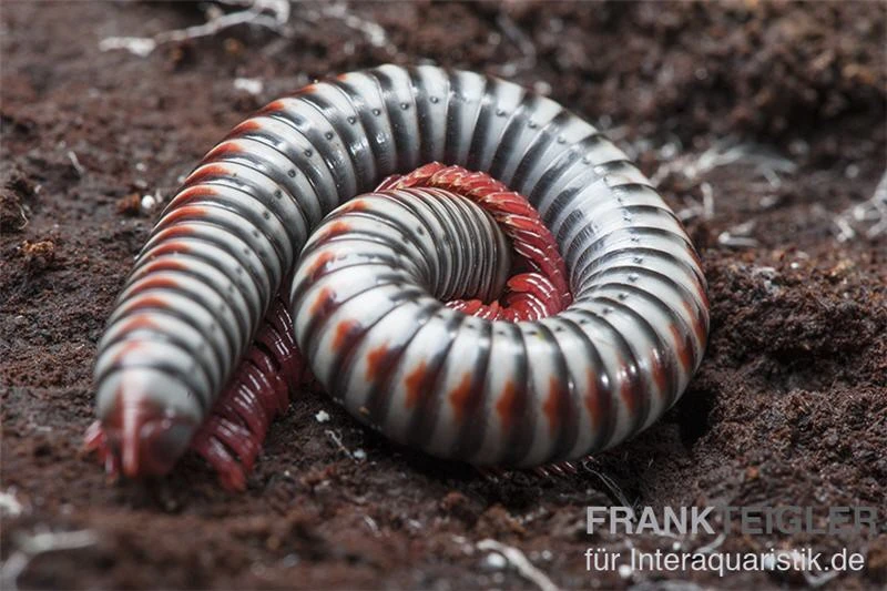 Regenbogentausendfüßer, Tonkinbolus dollfusi Regenbogentausendfüßer, Tonkinbolus Dollfusi -Container Haustiere Geschäft Tonkinbolus dollfusi 11