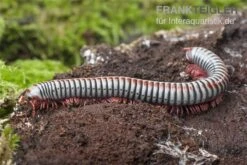 Regenbogentausendfüßer, Tonkinbolus Dollfusi 8 Regenbogentausendfüßer, Tonkinbolus Dollfusi -Container Haustiere Geschäft Tonkinbolus dollfusi 16