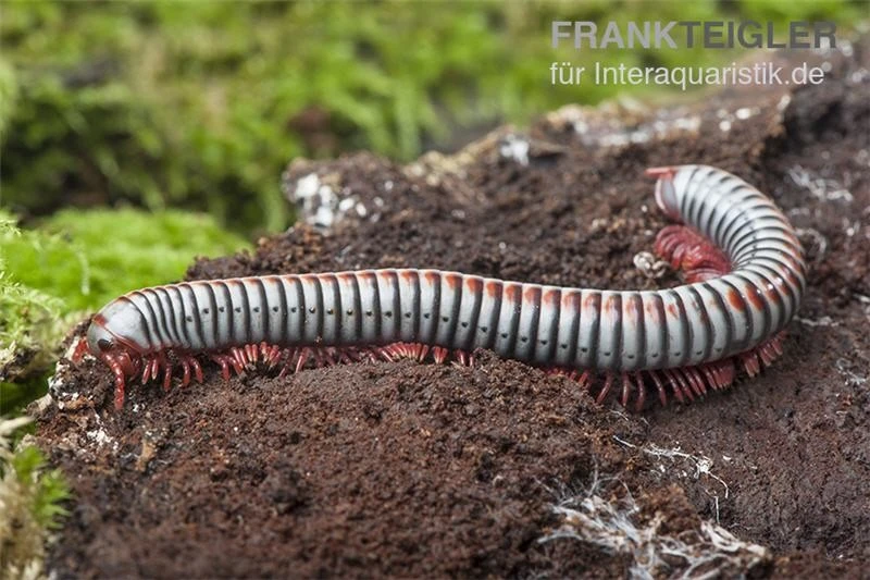 Regenbogentausendfüßer, Tonkinbolus dollfusi Regenbogentausendfüßer, Tonkinbolus Dollfusi -Container Haustiere Geschäft Tonkinbolus dollfusi 16