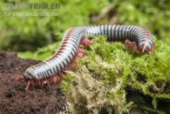 Regenbogentausendfüßer, Tonkinbolus Dollfusi 6 Regenbogentausendfüßer, Tonkinbolus Dollfusi -Container Haustiere Geschäft Tonkinbolus dollfusi 19