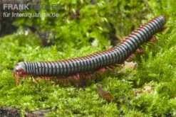 Regenbogentausendfüßer, Tonkinbolus Dollfusi 4 Regenbogentausendfüßer, Tonkinbolus Dollfusi -Container Haustiere Geschäft Tonkinbolus dollfusi 2