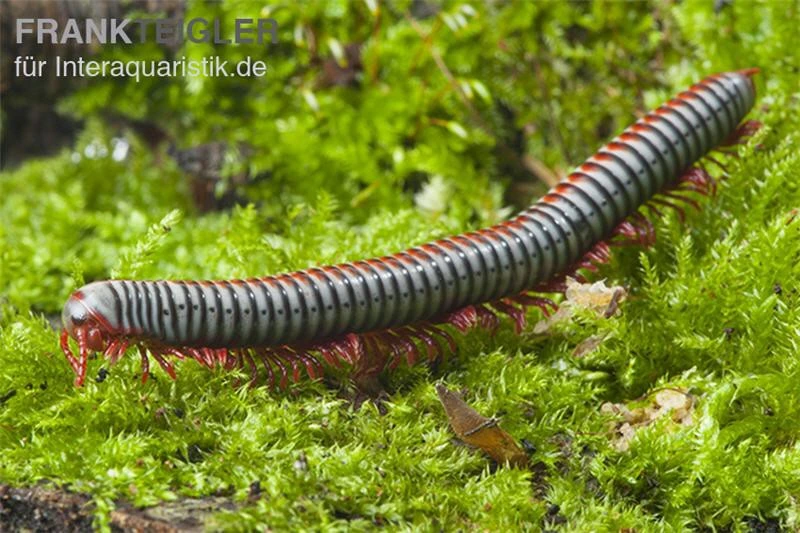 Regenbogentausendfüßer, Tonkinbolus dollfusi Regenbogentausendfüßer, Tonkinbolus Dollfusi -Container Haustiere Geschäft Tonkinbolus dollfusi 2