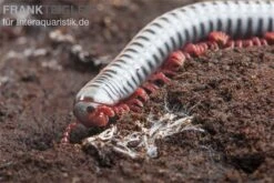 Regenbogentausendfüßer, Tonkinbolus Dollfusi 9 Regenbogentausendfüßer, Tonkinbolus Dollfusi -Container Haustiere Geschäft Tonkinbolus dollfusi 20