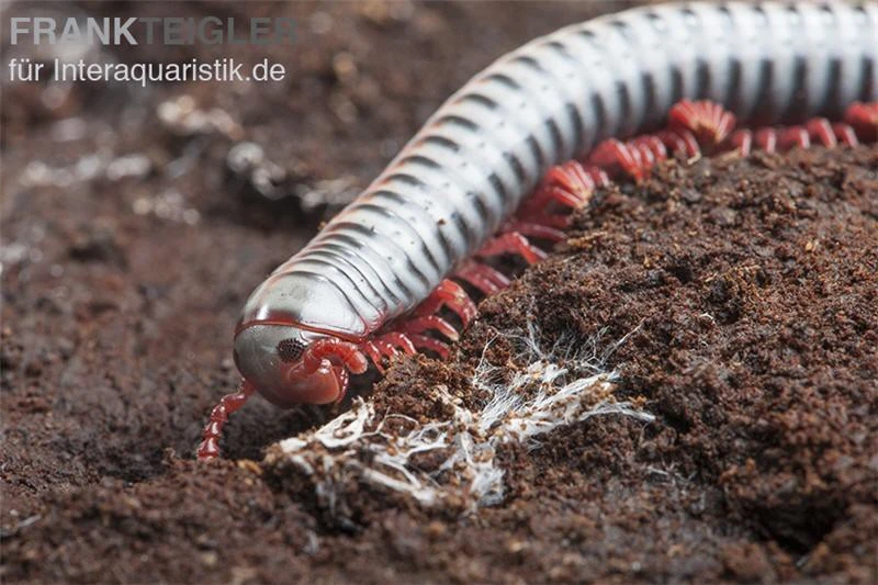 Regenbogentausendfüßer, Tonkinbolus dollfusi Regenbogentausendfüßer, Tonkinbolus Dollfusi -Container Haustiere Geschäft Tonkinbolus dollfusi 20
