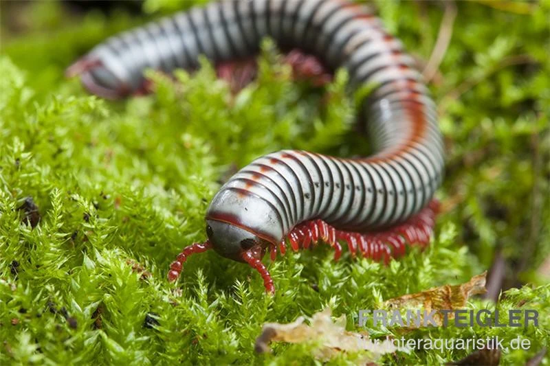 Regenbogentausendfüßer, Tonkinbolus dollfusi Regenbogentausendfüßer, Tonkinbolus Dollfusi -Container Haustiere Geschäft Tonkinbolus dollfusi 6