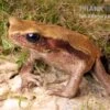 Tropfenkröte, Bufo Guttatus -Container Haustiere Geschäft Tropfenkroete Bufo guttatus 1