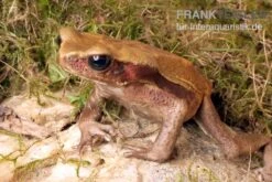 Container Haustiere Geschäft 15 Tropfenkröte, Bufo Guttatus