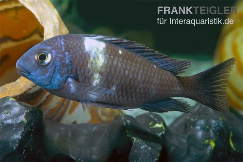 Brabantbuntbarsch, Tropheus duboisi Maswa "Weisspunkt", DNZ Brabantbuntbarsch, Tropheus Duboisi Maswa "Weisspunkt", DNZ -Container Haustiere Geschäft Tropheus duboisi Maswa WP Brabantbuntbarsch